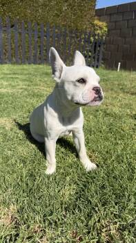 Pierre -  French Bulldog Dog for Adoption in Fullerton, California - Pierre | PetCurious