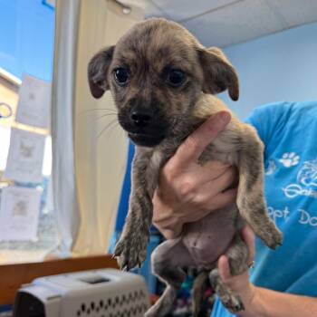 Twilight -  Chihuahua Dog for Adoption in Wahiawa, Hawaii - Twilight | PetCurious