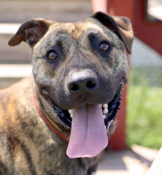 Dustin (AO36762) -  Pit Bull Terrier Dog for Adoption in Kansas City, Kansas - Dustin (AO36762) | PetCurious