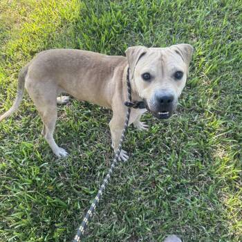 Jimmy -  Mixed Breed Dog for Adoption in Myrtle Beach, South Carolina - Jimmy | PetCurious