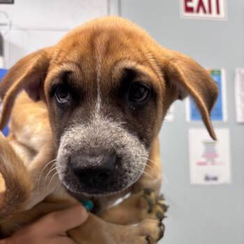 Cadillac -  Labrador Retriever and Cattle Dog Dog for Adoption in Goleta, California - Cadillac | PetCurious