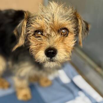 Lilly -  Terrier and Mixed Breed Dog for Adoption in Goleta, California - Lilly | PetCurious