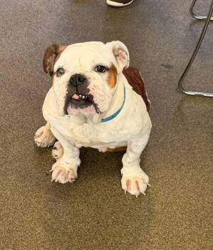 PANCAKES -  Mixed Breed Dog for Adoption in Jacksonville, Florida - PANCAKES | PetCurious