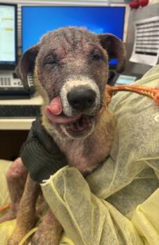 Rescue Mixed Breed Dogs for Adoption in Chamblee, Georgia - 58551690 | PetCurious