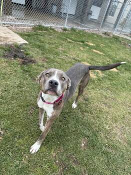 Rescue Pit Bull Terrier Dogs for Adoption - Maria | PetCurious