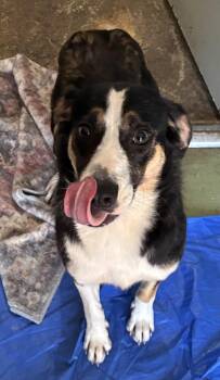 Sweet Pea -  Australian Shepherd Dog Available for Adoption in Welling, Oklahoma - Sweet Pea | PetCurious