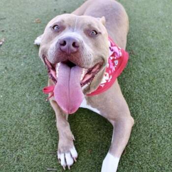 Mixed Breed Dogs Available for Adoption - Koda | PetCurious