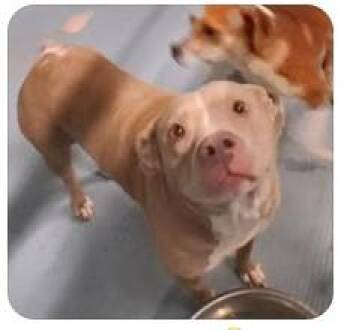 Retriever Dogs Available for Adoption in Sheboygan, Wisconsin - Lola | PetCurious