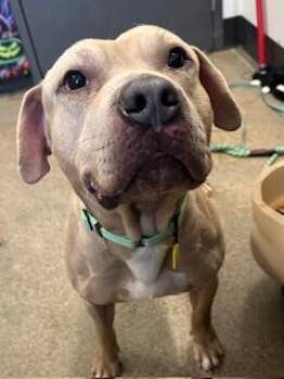 Rescue Pit Bull Terrier Dogs for Adoption in Cleveland, Ohio - Dudley | PetCurious