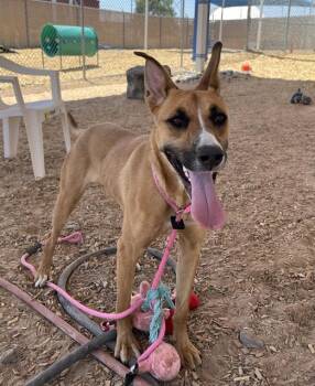 German Shepherd Dog and Mixed Breed Dogs Available for Adoption in Albuquerque, New Mexico - RARE | PetCurious