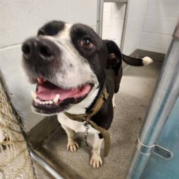 Rescue Pit Bull Terrier Dogs for Adoption - DINO | PetCurious