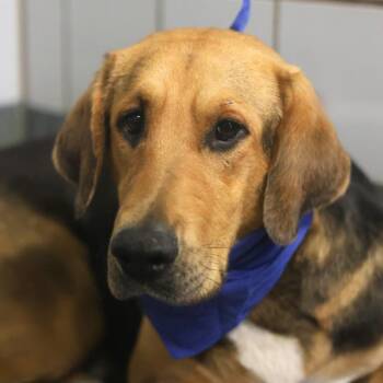 Hound Dogs Available for Adoption - BEAR | PetCurious