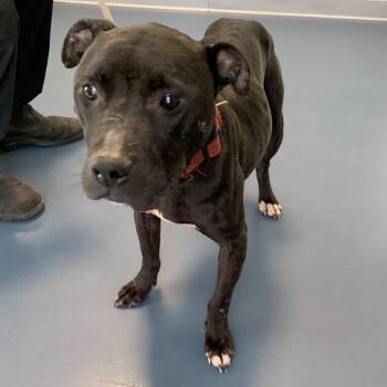 Pit Bull Terrier Dogs Available for Adoption in Greensboro, North Carolina - Diva | PetCurious