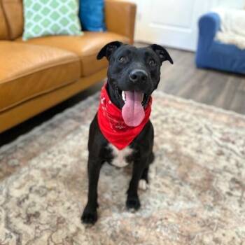 Labrador Retriever and Pit Bull Terrier Dogs Available for Adoption - Tux Fancy Pants  | PetCurious