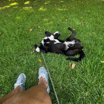Tommy -  Pit Bull Terrier and Shepherd Dog for Adoption in San Diego, California - Tommy | PetCurious