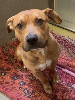Rescue Pit Bull Terrier Dogs for Adoption in Rancho Cucamonga, California - UNKNOWN | PetCurious
