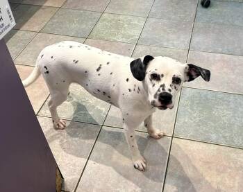 ONLY 6 MONTHS OLD -  Dalmatian Dog for Adoption in Northwood, Ohio - ONLY 6 MONTHS OLD | PetCurious