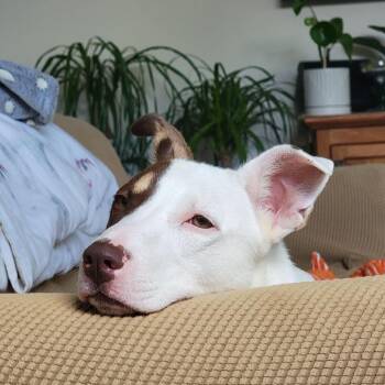 Claire -  Cattle Dog and Mixed Breed Dog for Adoption in Nashville, Tennessee - Claire | PetCurious