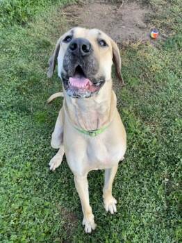 Rescue Mixed Breed Dogs for Adoption in Eugene, Oregon - Friendly | PetCurious