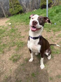Pit Bull Terrier Dogs Available for Adoption in Albany, New York - Hera (10 Months Old) | PetCurious