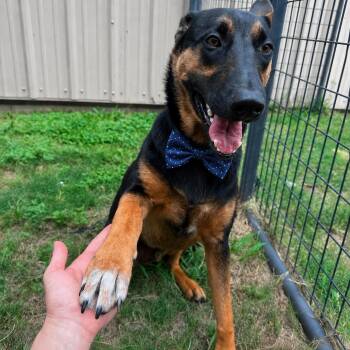 German Shepherd Dog Dogs Available for Adoption in Lucas, Texas - KAI GS | PetCurious
