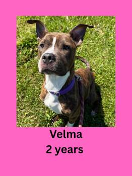 Velma -  Pit Bull Terrier Dog for Adoption in Ravenna, Ohio - Velma | PetCurious