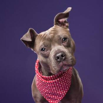 Bobby -  Mixed Breed Dog for Adoption in Atlanta, Georgia - Bobby | PetCurious