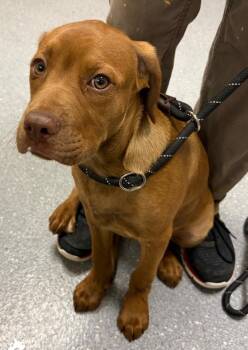 Josh -  Labrador Retriever and Mixed Breed Dog Available for Adoption in Greenfield, Indiana - Josh | PetCurious