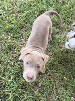 Callista -  Labrador Retriever and Mixed Breed Dog for Adoption in Wilkesboro, North Carolina - Callista | PetCurious