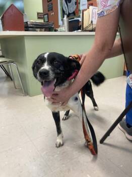Daisy -  Border Collie and Golden Retriever Dog for Adoption in Burnsville, North Carolina - Daisy | PetCurious