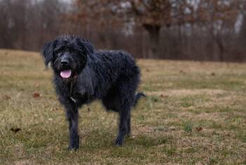 Labrador Retriever and Standard Poodle Dogs Available for Adoption - Hagrid - I
