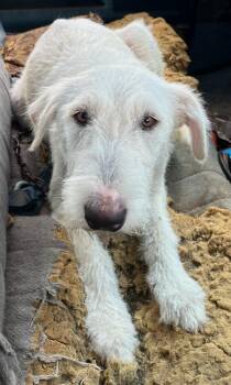 Sugar -  Poodle Dog for Adoption in Richland Hills, Texas - Sugar | PetCurious