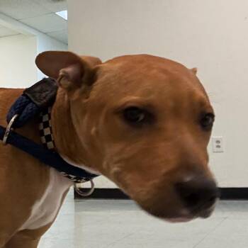 Arlene -  Mixed Breed Dog for Adoption in Philadelphia, Pennsylvania - Arlene | PetCurious