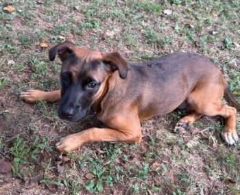 Rio -  Mixed Breed Dog for Adoption in Atlanta, Georgia - Rio | PetCurious