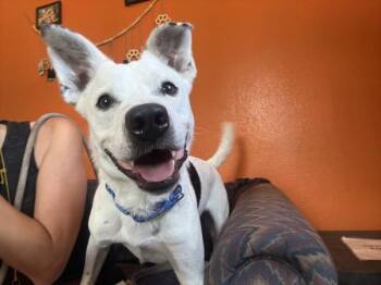 Soji -  Mixed Breed and Australian Cattle Dog Blue Heeler Dog for Adoption in Austin, Texas - Soji | PetCurious