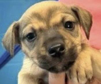 Vienna -  Terrier Dog for Adoption in Copiague, New York - Vienna | PetCurious