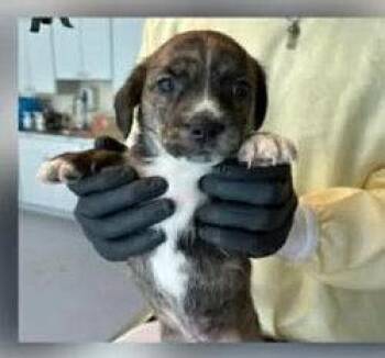 Mountain Cur Dogs Available for Adoption in Newport, Kentucky - Knox | PetCurious