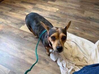 Lexie -  Dachshund and Australian Cattle Dog Blue Heeler Dog for Adoption in Shawnee, Oklahoma - Lexie | PetCurious