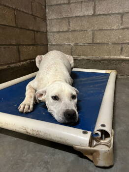 Rescue Weimaraner and Great Dane Dogs for Adoption in San Diego, California - Jennifer Anniston | PetCurious