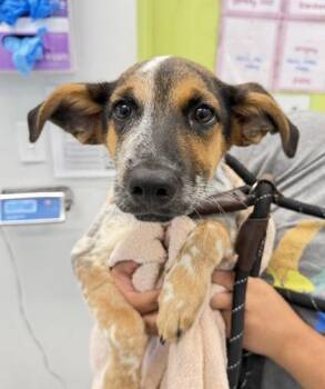 Koda - P -  Hound and Mixed Breed Dog for Adoption in Daytona Beach, Florida - Koda - P | PetCurious