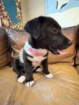 Retriever and Terrier Dogs Available for Adoption - Robin | PetCurious