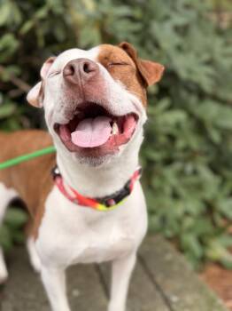 Pit Bull Terrier and Boxer Dogs Available for Adoption in Gig Harbor, Washington - Ruby Ann | PetCurious