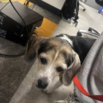 Mixed Breed Dogs Available for Adoption in Philadelphia, Pennsylvania - Mu | PetCurious