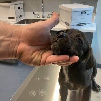 Patty -  Mixed Breed Dog for Adoption in Saint Joseph, Missouri - Patty | PetCurious
