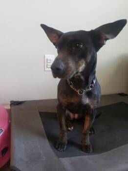 Summer -  Mixed Breed Dog for Adoption in Savannah, Georgia - Summer | PetCurious