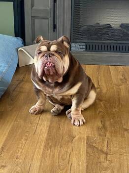 Shirley -  American Bulldog Dog for Adoption in Millcreek, Utah - Shirley | PetCurious
