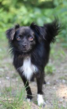 Morin in NH. Come Meet our Adoptable Dogs Wednesday-Saturday. Mo -  Papillon Dog for Adoption in Manchester, New Hampshire - Morin In NH. Come Meet Our Adoptable Dogs Wednesday-Saturday. Mo | PetCurious