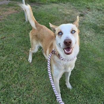 Rescue Siberian Husky and Mixed Breed Dogs for Adoption in Long Beach, California - CIAO | PetCurious