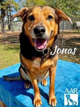 Shepherd Dogs Available for Adoption in Magnolia, Texas - Jonas | PetCurious