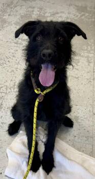 Ohana -  Terrier Dog for Adoption in Salt Lake City, Utah - Ohana | PetCurious